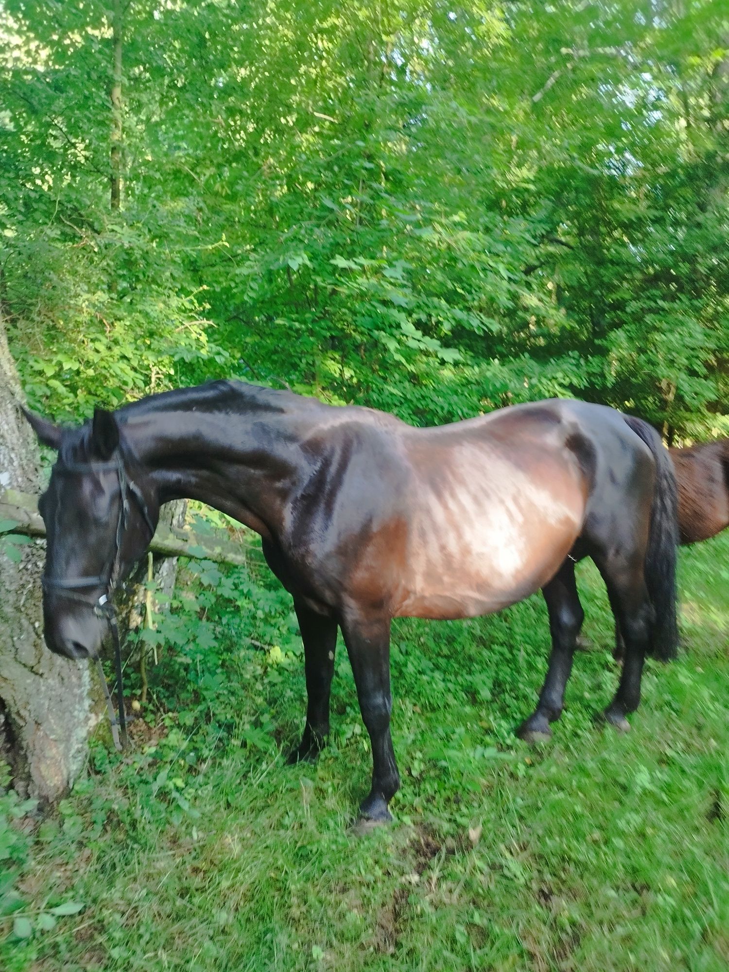 Sprzedam klacz śląską