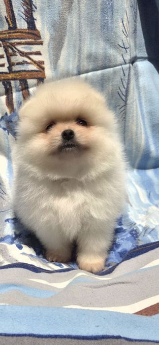 Померанский шпиц  белые