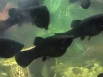 Molinezja Black Molly