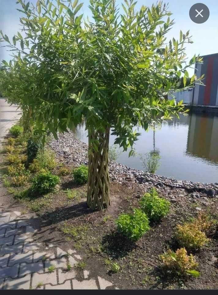 Wierzba [pleciona