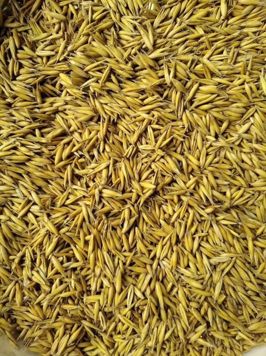 Żyto , pszenżyto owies   pszenica jara , pszenżyto jare.