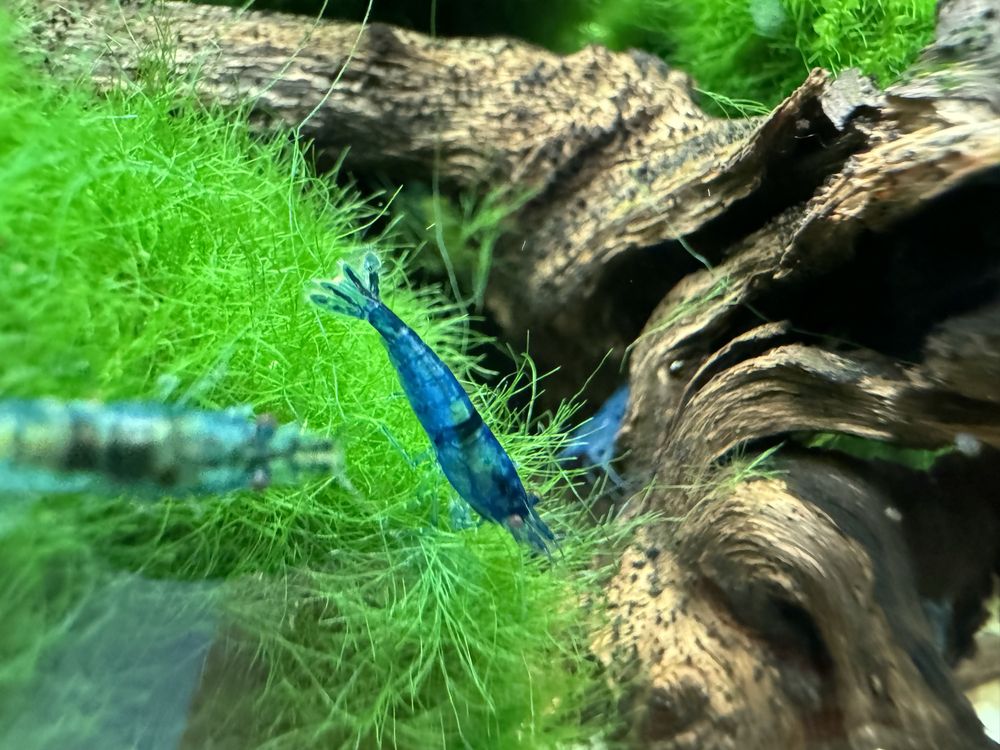 Krewetki Neocaridina Blue Velvet