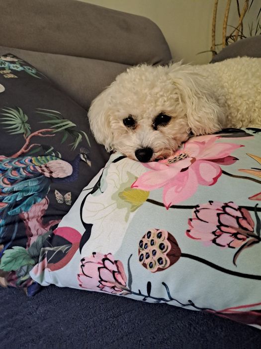 #Trójmiasto Domowa opieka nad psem.