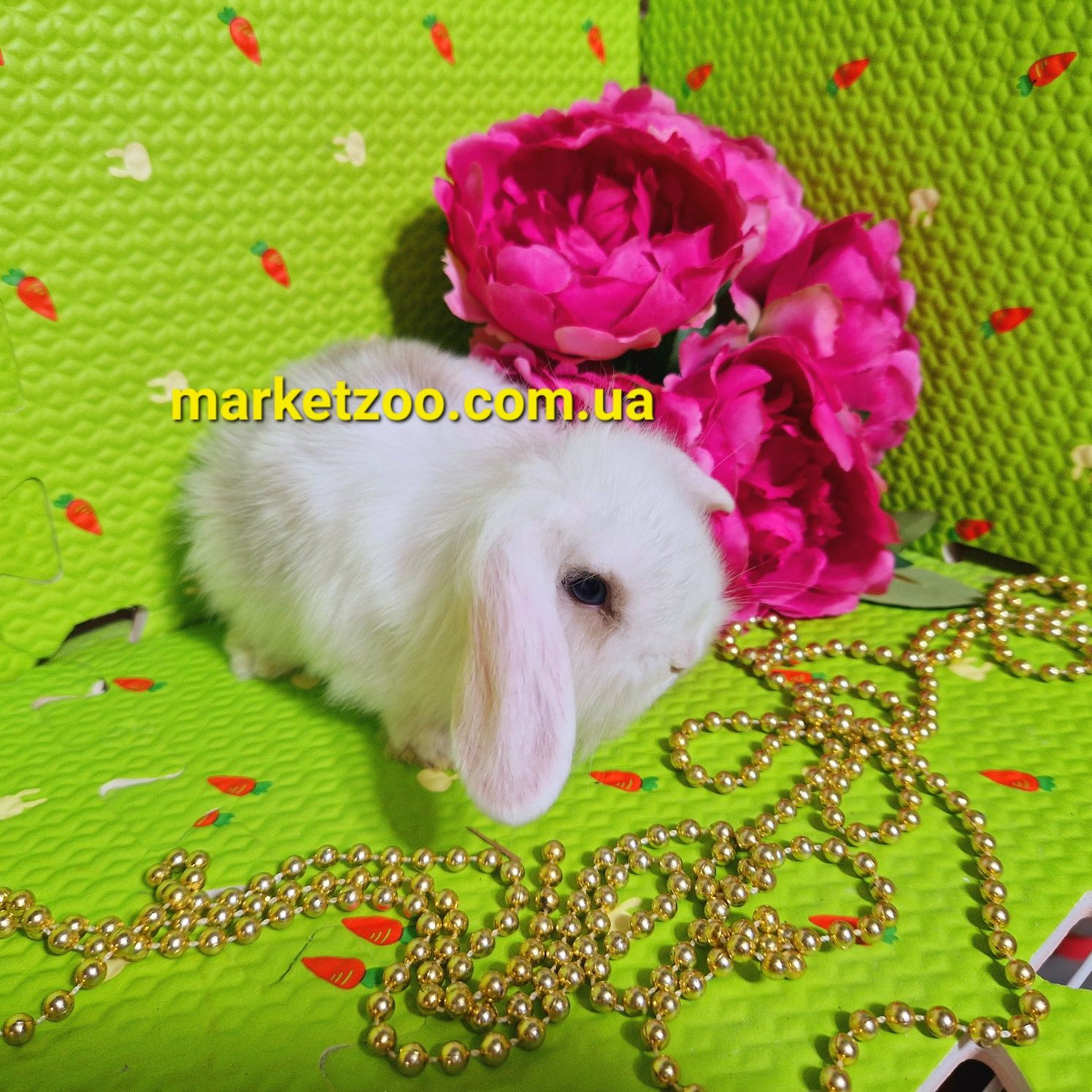 Mini lop мини міні карликовые кролики вислоухий баранчик білий