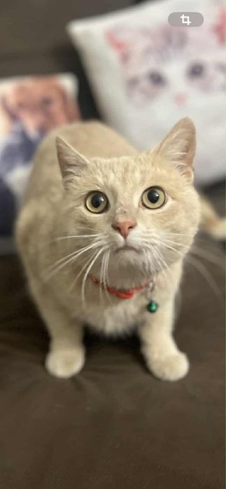 Котик Кокос шукає сімʼю