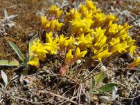 Rozchodnik ostry ( Sedum acre L ) sadzonki 10 sztuk  na skalniak