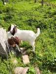 Cabrito Raça  Boer