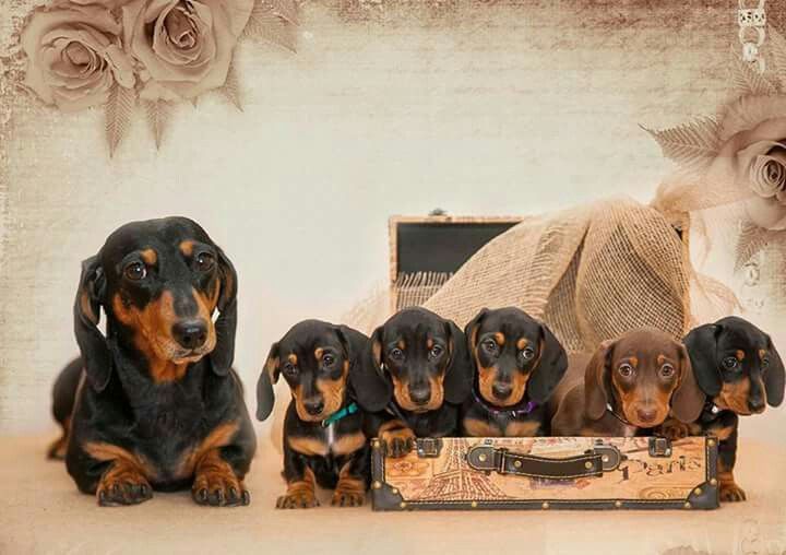 Мініатюрна досконалість — чорно-підпалі такси