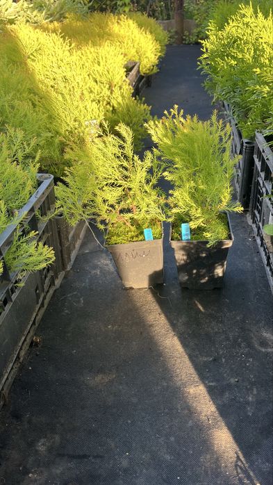 Булевард 2 л.-120 гр,Блю ерроу, смарад, елвуди…