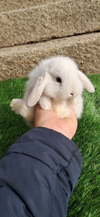 Coelho anão mini lop belier