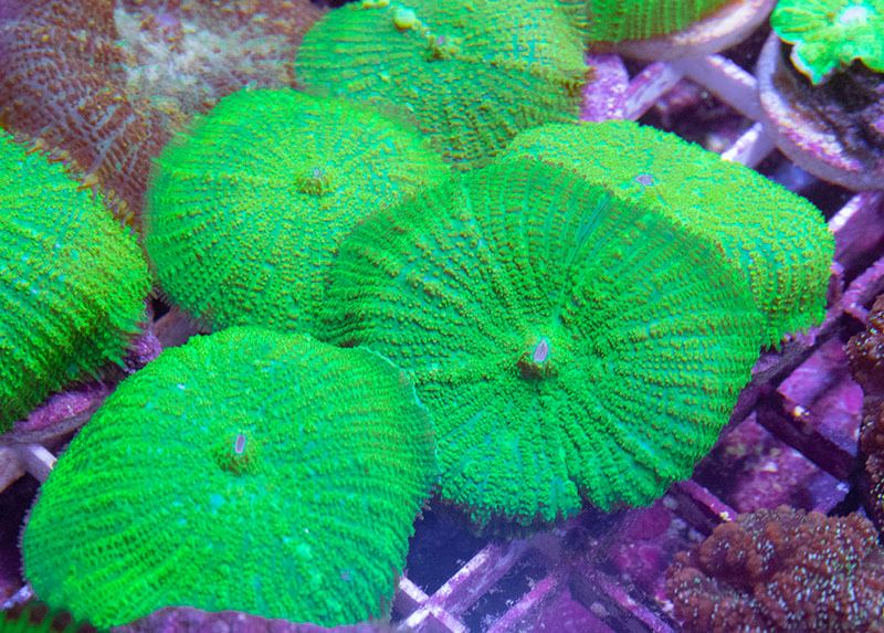 Corais Green Mushrooms