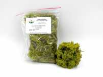 Mech chrobotek reniferowy 100g Apple Green