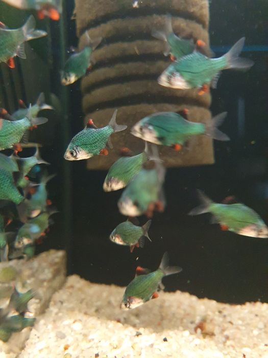 Brzanka Mszysta Kraków (Swoszowice)