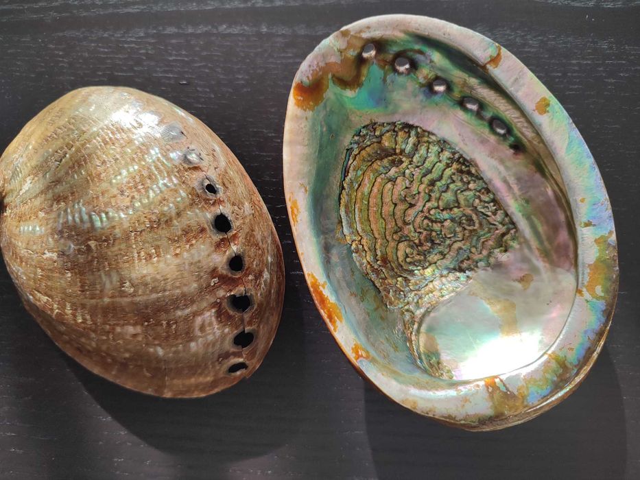 Conchas madrepérola