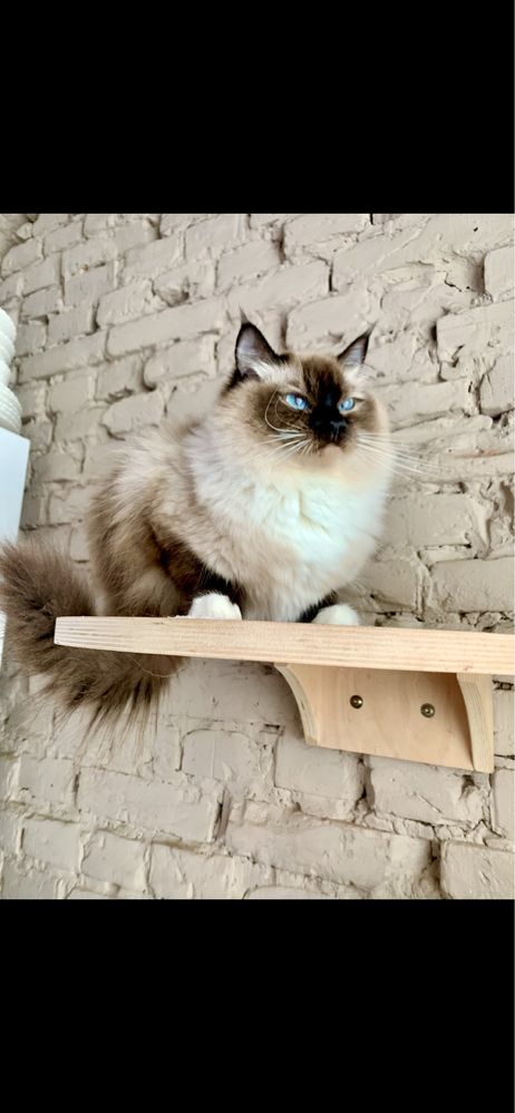 Ragdoll kotka Seal Mitted do rezerwacji