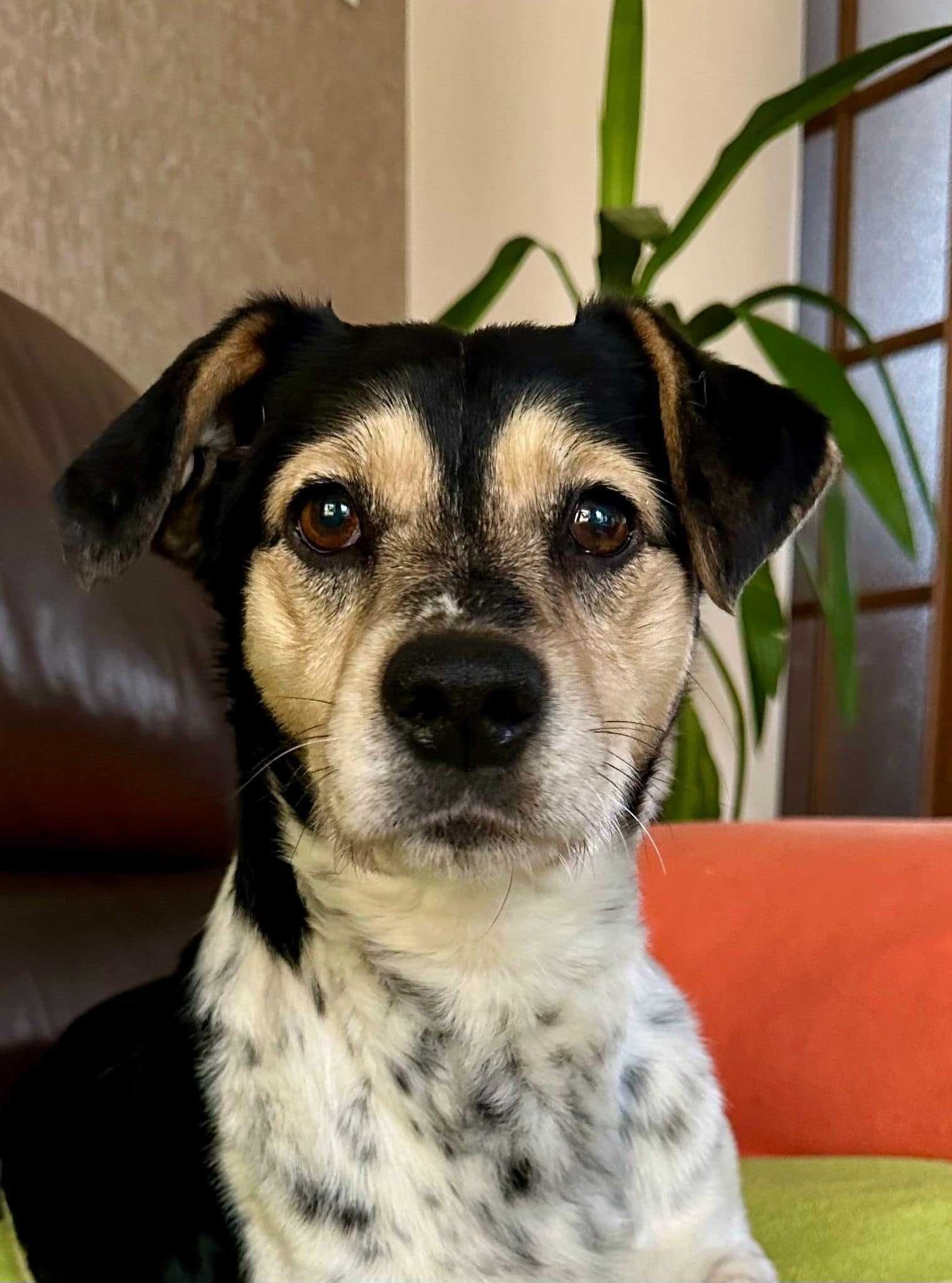 Uroczy Model - cudowny psiak do adopcji!