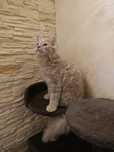 Maine coon kocur