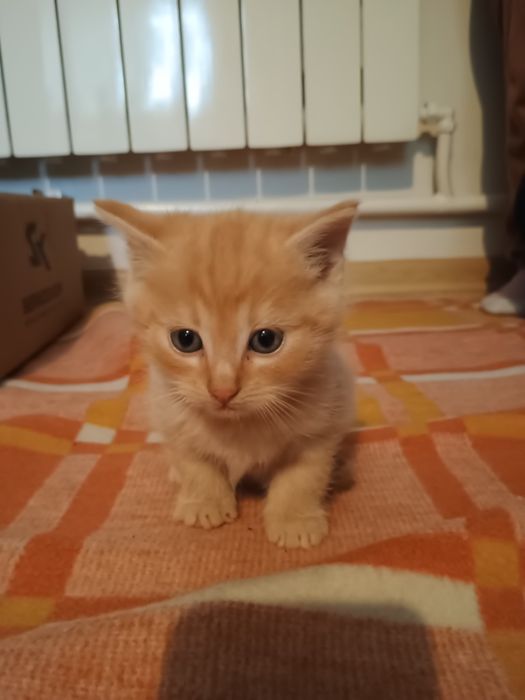 Kotki do adopcji