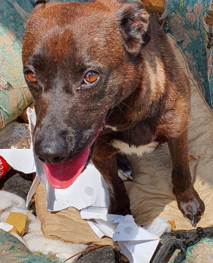 Sadia- Cachorra de porte pequeno para adoção