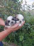 Shihtzu szczeniak