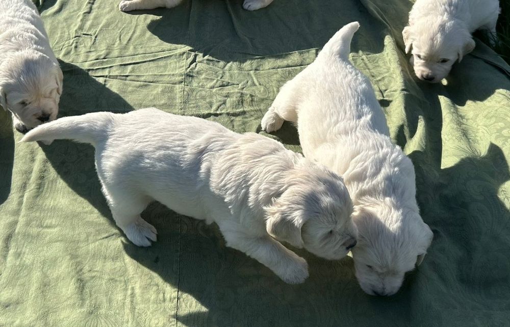 Golden Retriever FCI suczka