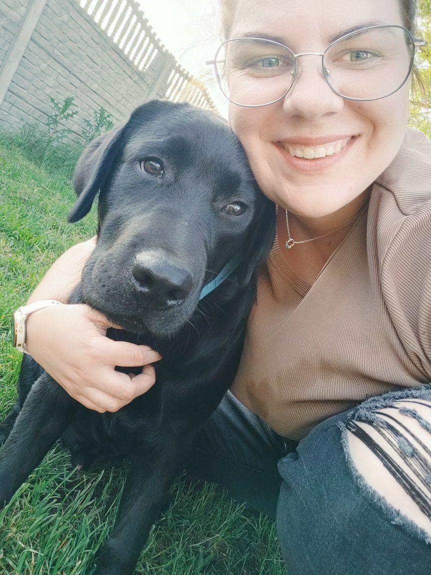 Zaginął młody labrador