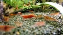 Camarões Neocaridina Red Cherry