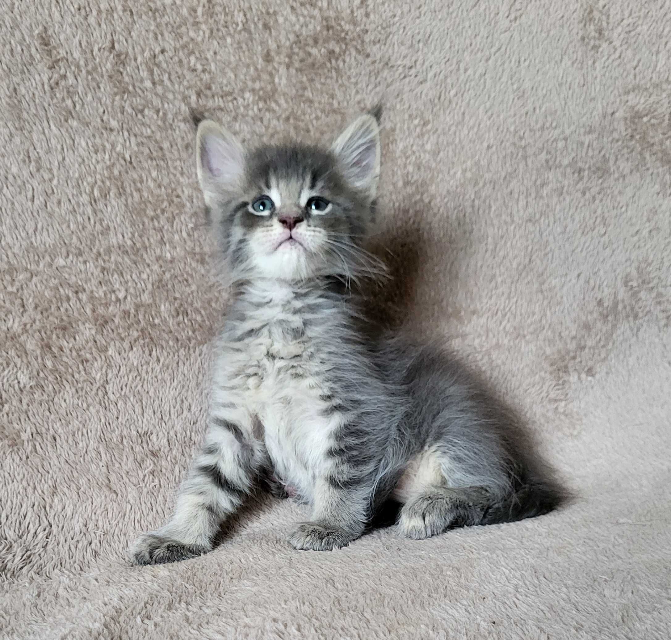 Chłopiec maine coon niebieski pręgowany FPL