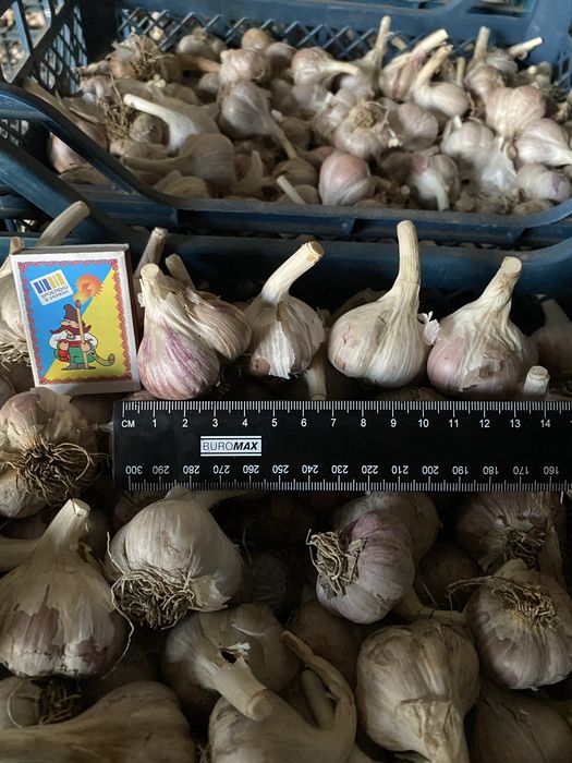 Посадковий Часник озимий Любаша, калібрований 2025 року –  роздріб