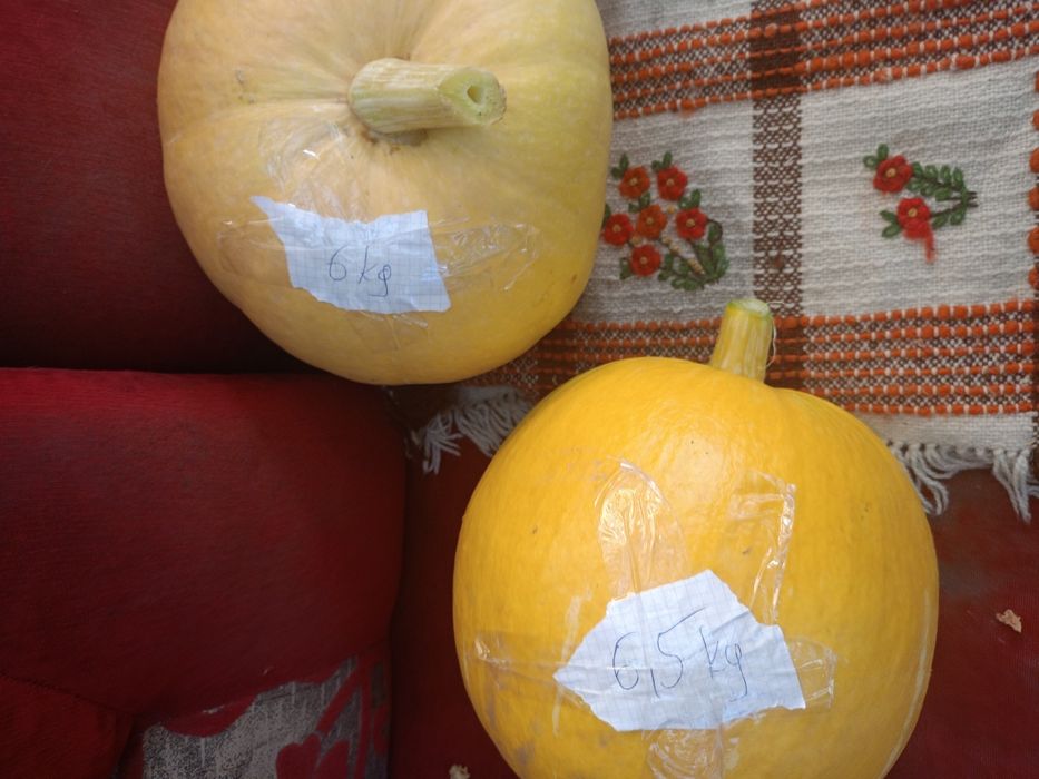 Dynie ekologiczne duże bio