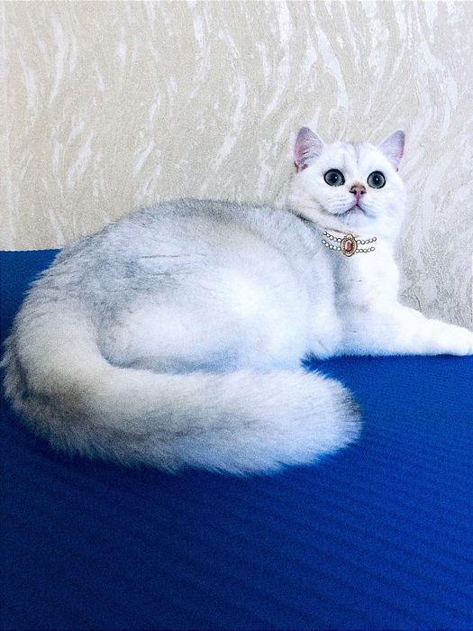 Купити  шиншилу кішечку в Укаїні