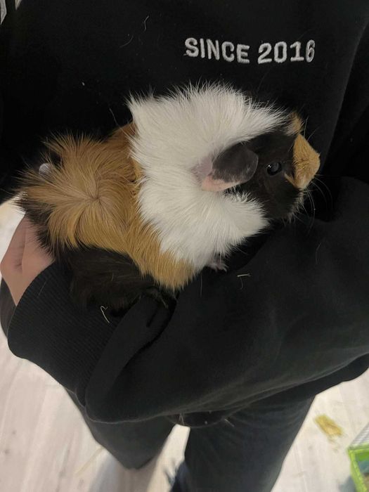 Swinka morska o krótkiej sierści