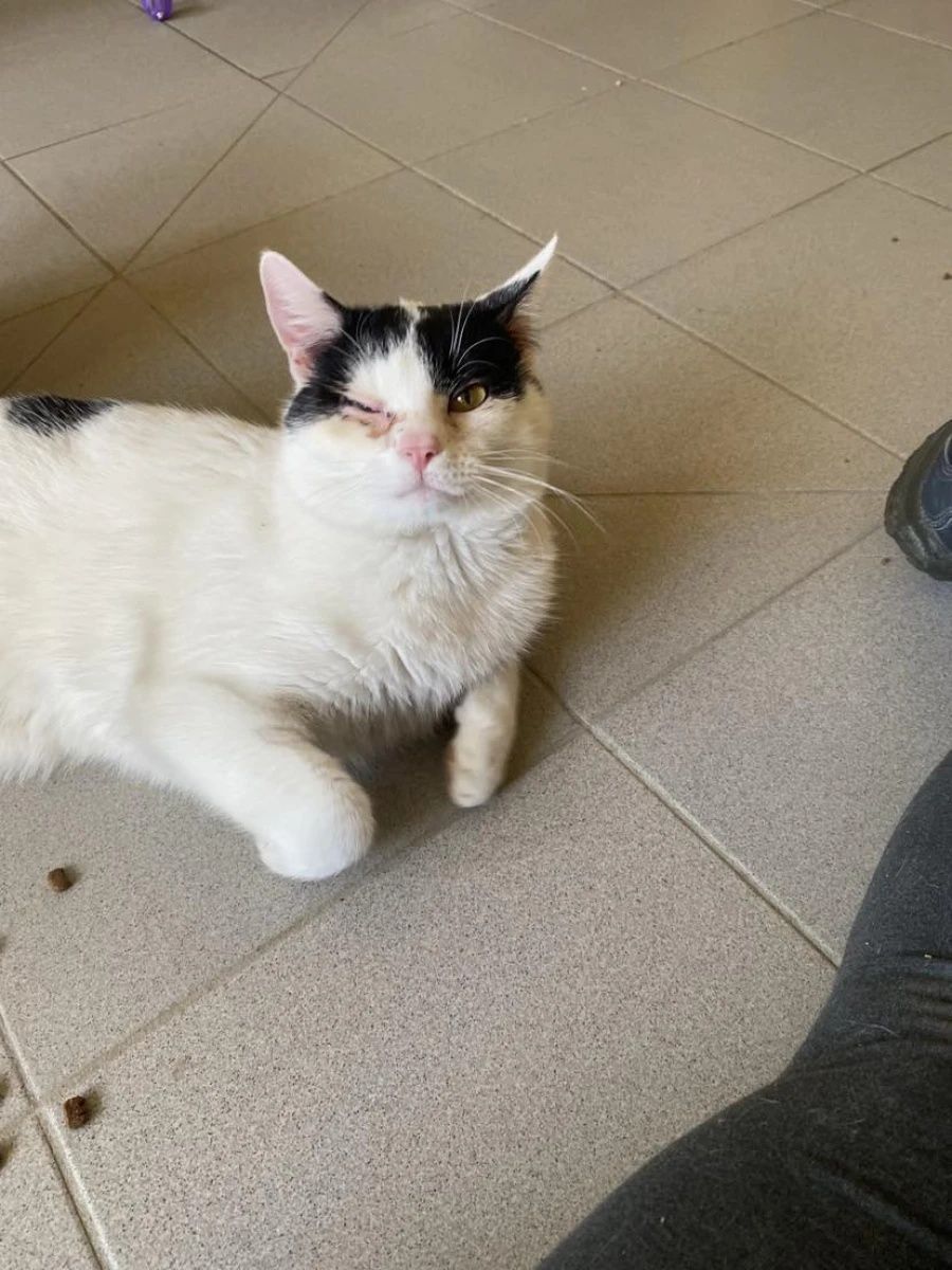 Kochany, młody kocurek Bzik do adopcji!