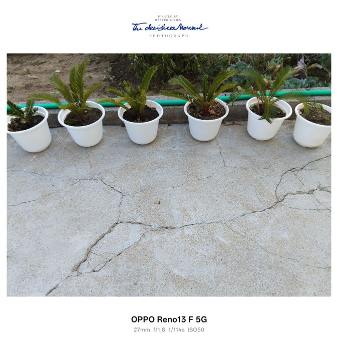 Plantas sicas para venda