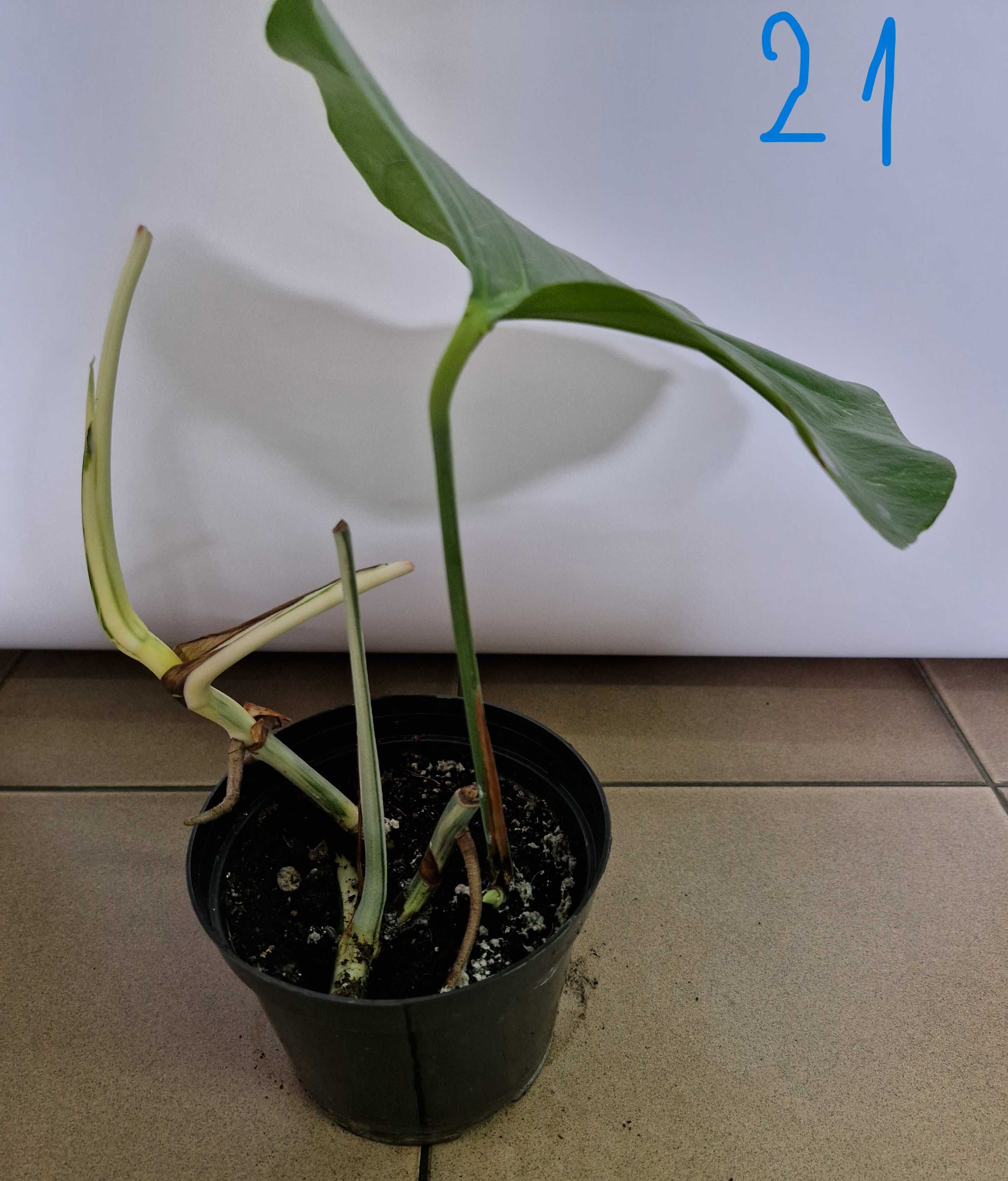 Monstera variegata