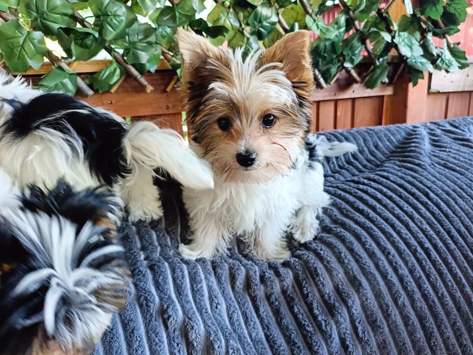 York Terrier Biwer Yorkshire