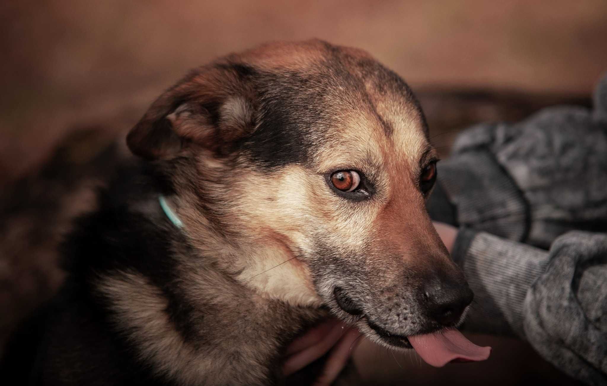 Tuliś - słodziak, przytulak i aktywny psiak do adopcji.