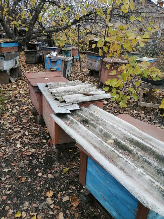 Пасіка ТЕРМІНОВО, вулик+бджолосімя+рамки з медом