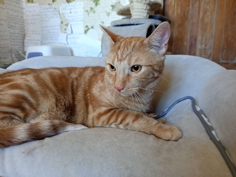 Kotek Tituś do adopcji