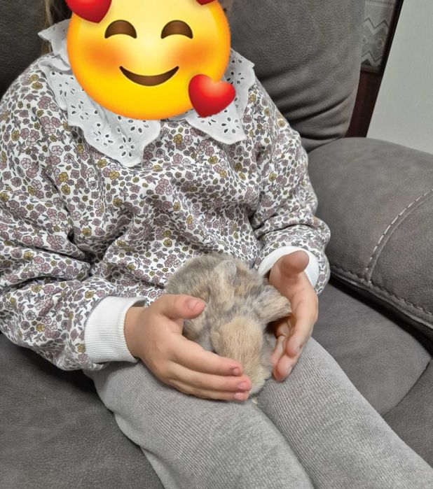 Mini Coelho Loop – Fêmeas Disponíveis