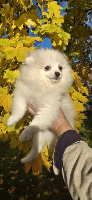 Блондинка, чудова шпiцуля, гарне малятко на долоню! Доставка, 4 мic.