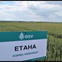 Продам насіння пшениці Етана фірми DSV