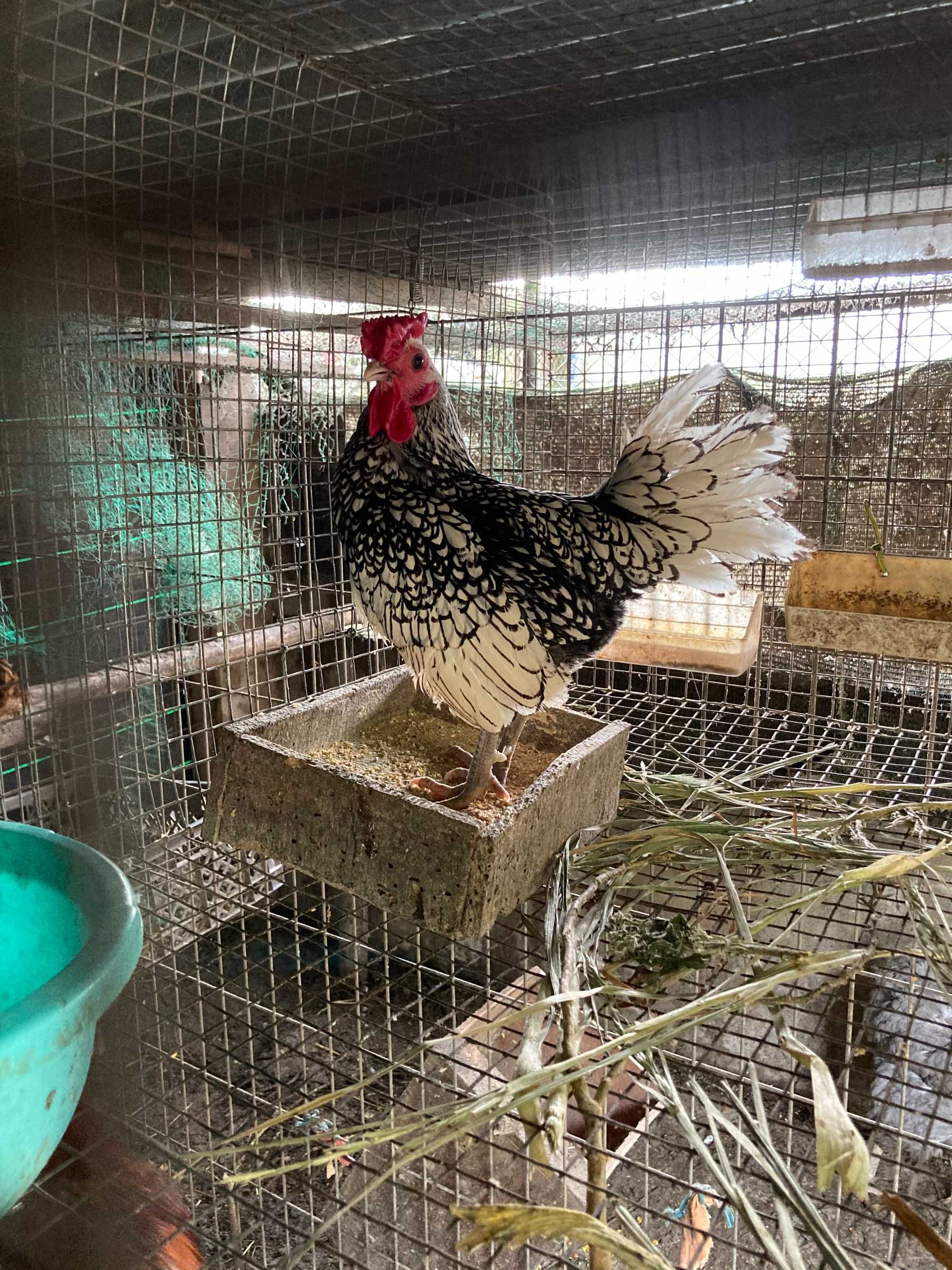 Ovos fecundados e pintos de várias galinhas de raça.