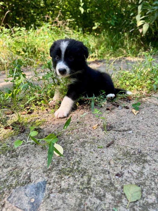 Border Collie VERS