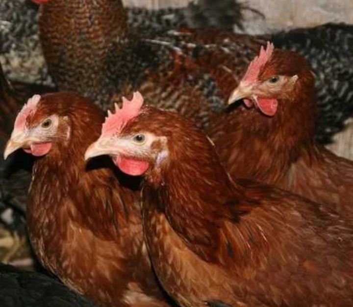 Kury Rosa 22 tyg Rossa Nioska Wysyłka