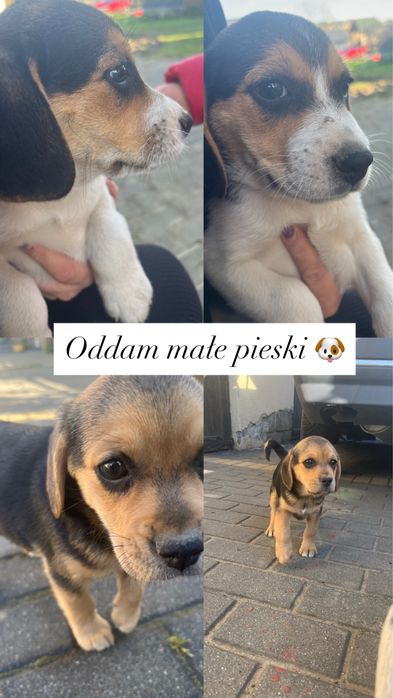 Oddam za darmo pieski