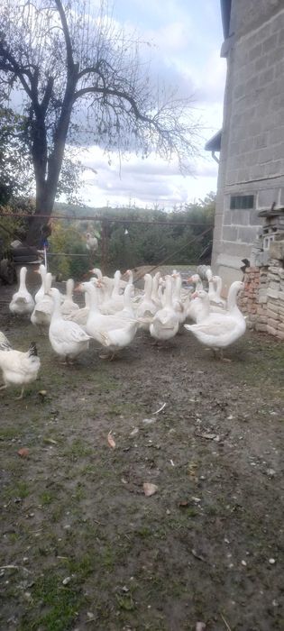 Sprzedam Gęsi z ekologicznego chowu