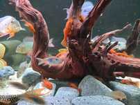 Glonojad Ancistrus  Zbrojniki super red L144 snow white  Lemon