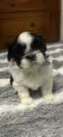Szczeniaki rasy shih tzu