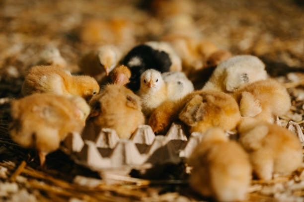 Курчата, Індики, Качки, Гуси, Кури